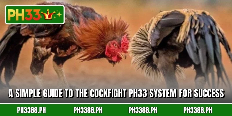 A simple guide to the cockfight PH33 system for success