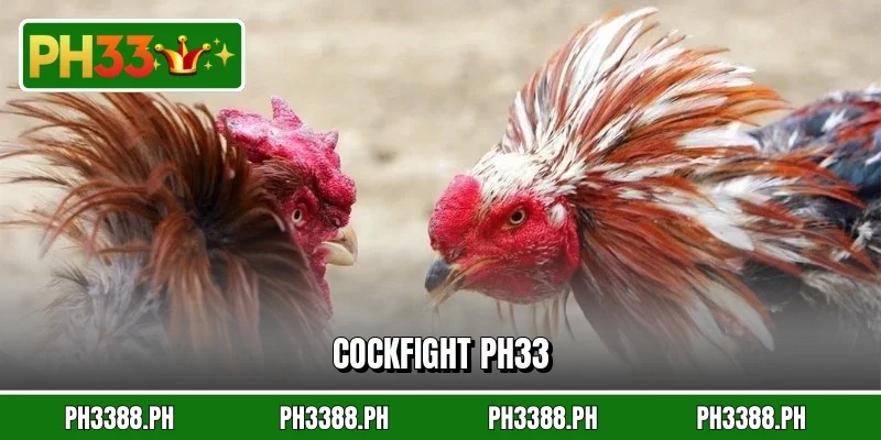 Cockfight