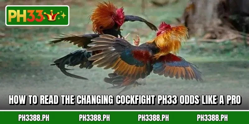 How to read the changing cockfight PH33 odds like a pro