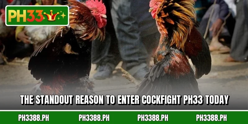 The standout reason to enter cockfight PH33 today